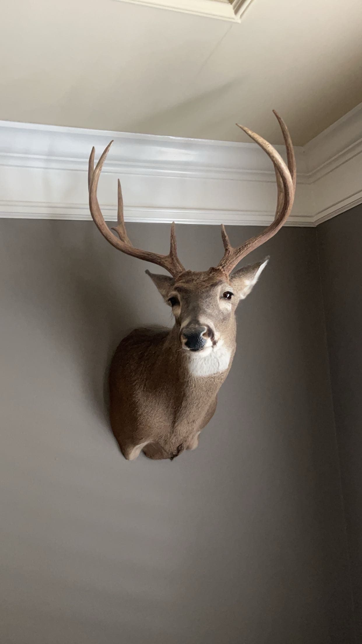 Mounted deer display on a finished interior wall